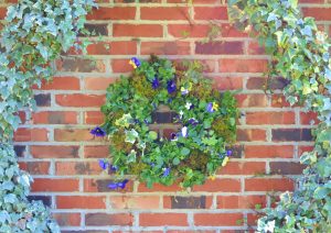 Living wreath is filled with live pansies, petunias ivy and moss making a beautiful floral statement for outdoor decor.