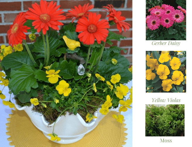 Gerber Daisy & Viola Centerpiece