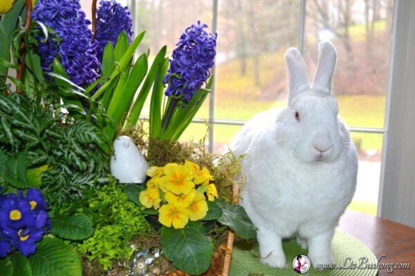 bunny JJ posing with spring potted arrangement lizbushong.com