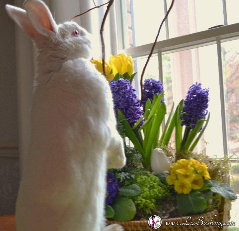 JJ Bunny standing on his hind feet, checking out my table centerpiece lizbushong.com