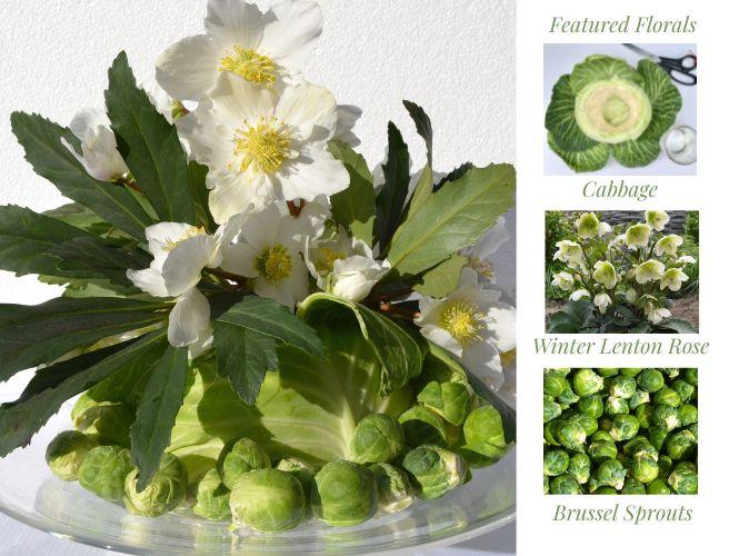 Cabbage Lenten Rose Living  Centerpiece