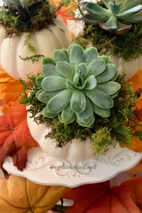 DIY Succulent pumpkins how to make, lizbushong.com