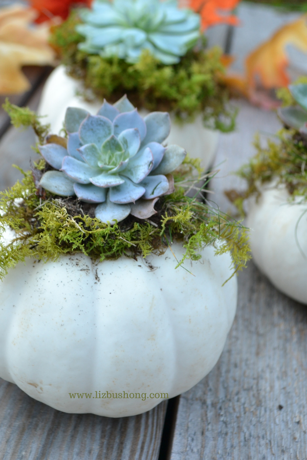 DIY Mini Succulent Pumpkins lizbushong.com