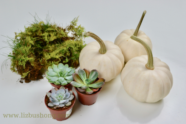 Mini Succulent Pumpkins lizbushong.com