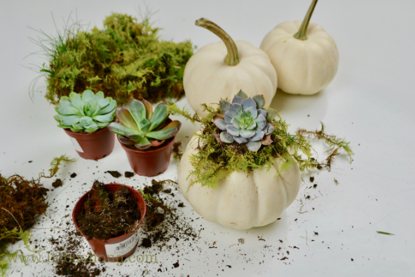 Mini succulent pumpkins lizbushong.com