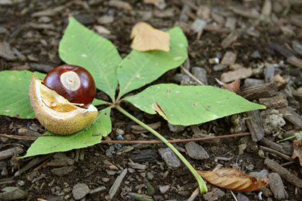 Peanut Butter Buckeye recipe- buckeye nut photo