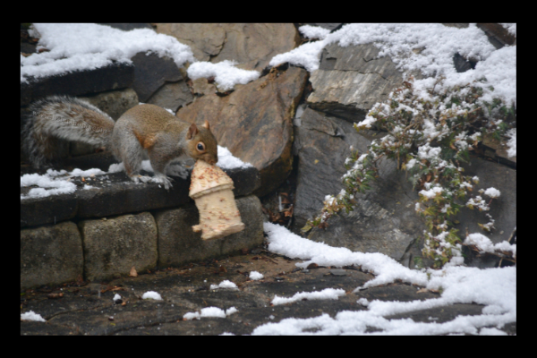 Squirrel stealing bird house lizbushong.com