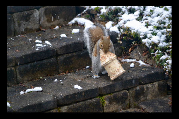 Squirrel birdhouse lizbushong.com