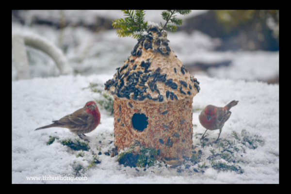 Cute Bird House with Feeding Birds, lizbushong.com