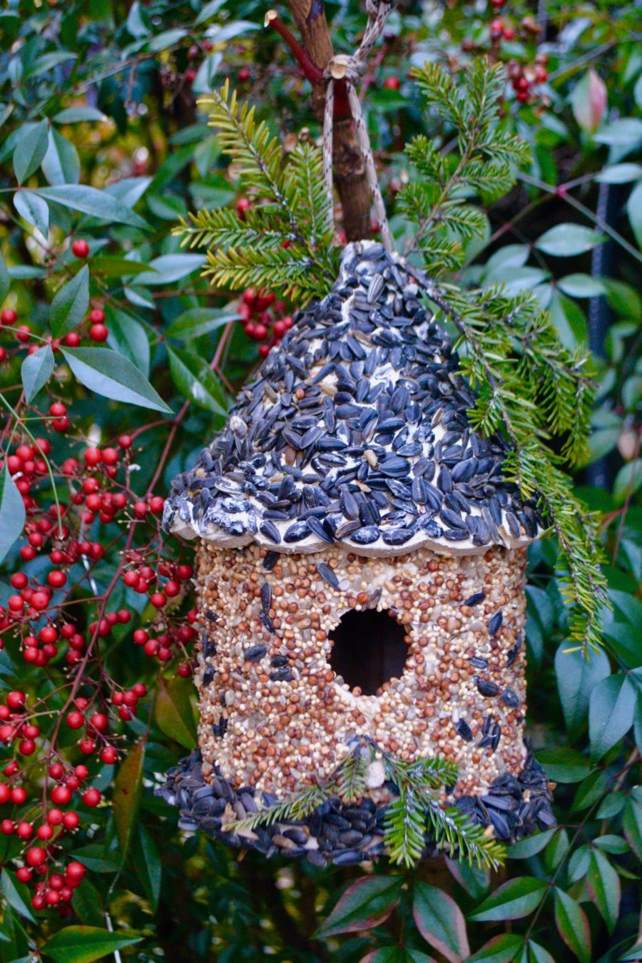 Bird Seed Houses at Carl McGrew blog