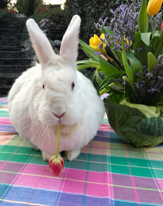 Cabbage vase Bunny lizbushong.com