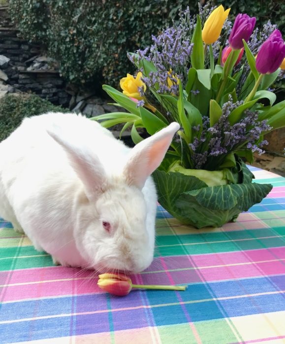 Cabbage vase bunny lizubshong.com