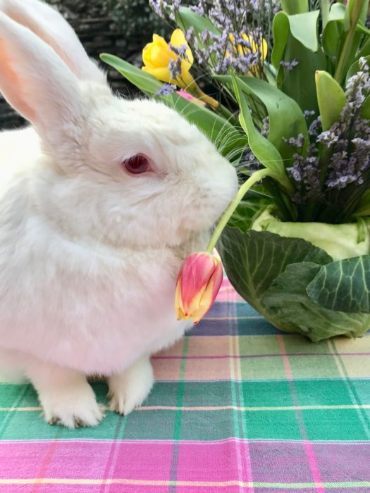 Cabbage Vase with Baby Girl bunny lizbushong.com