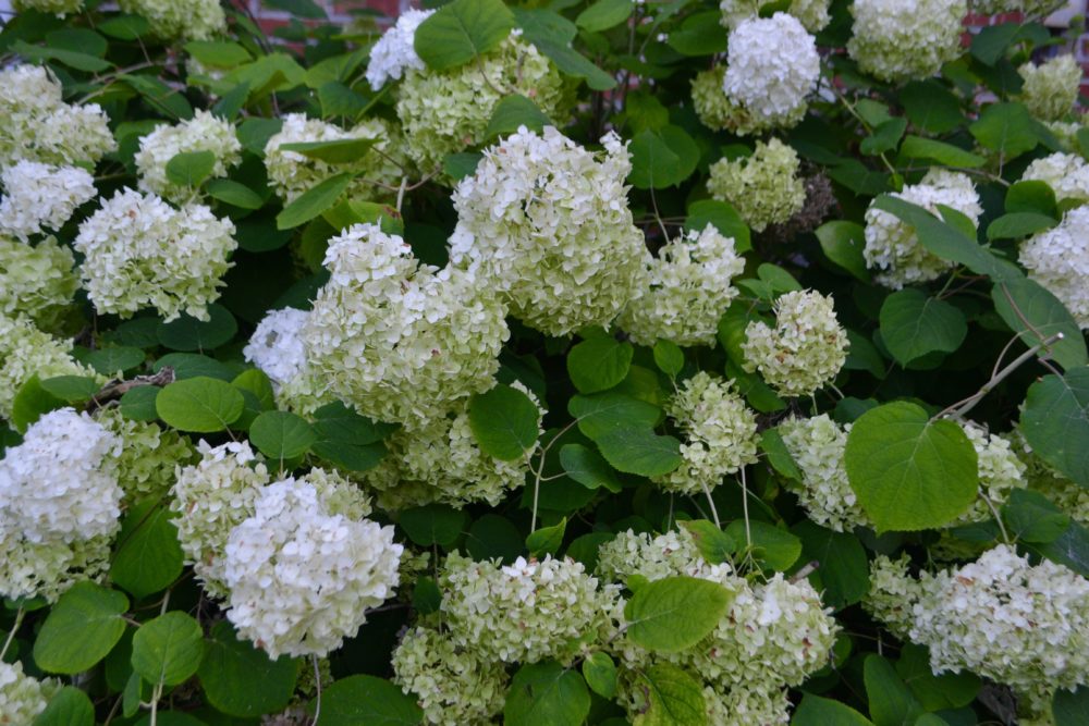 HYDRANGEAS IN FULL BLOOM LIZBUSHONG.COM