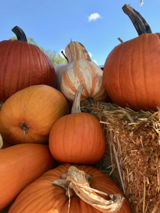 Pumpkin Patch pumpkins lizbushong.com