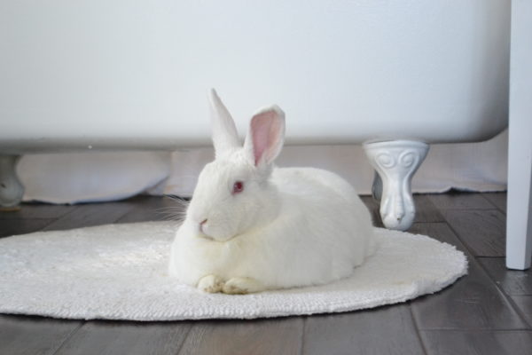 Pet Bunny lizbushong.com