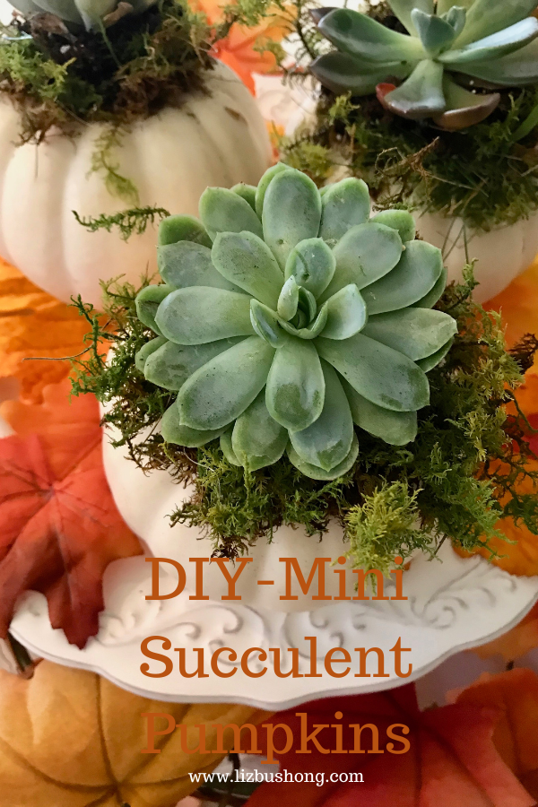 DIy Mini Succulent pumpkin lizbushong.com