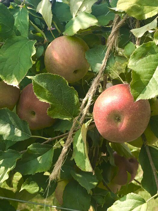 Apples from Apple orchard 